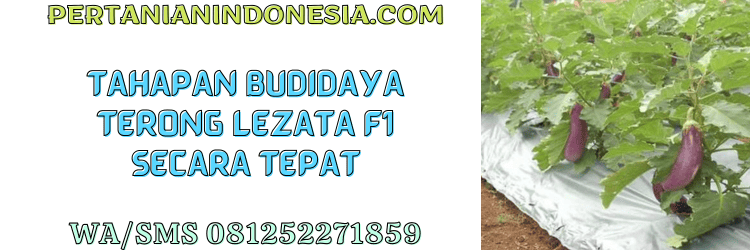 tahapan,budidaya,budidaya terong,terong lezata,pertanian indonesia